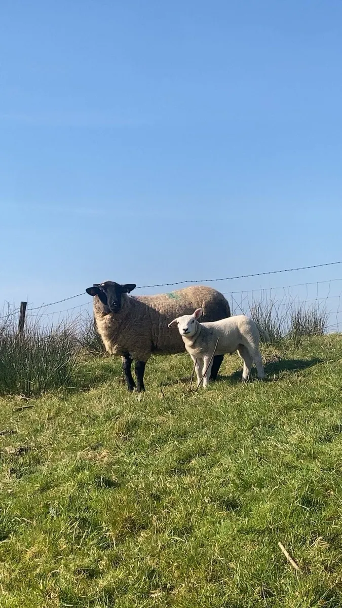 PBNR texel shearling ram - Image 4