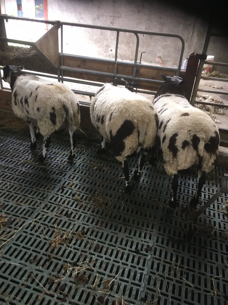 Sheep - Image 1