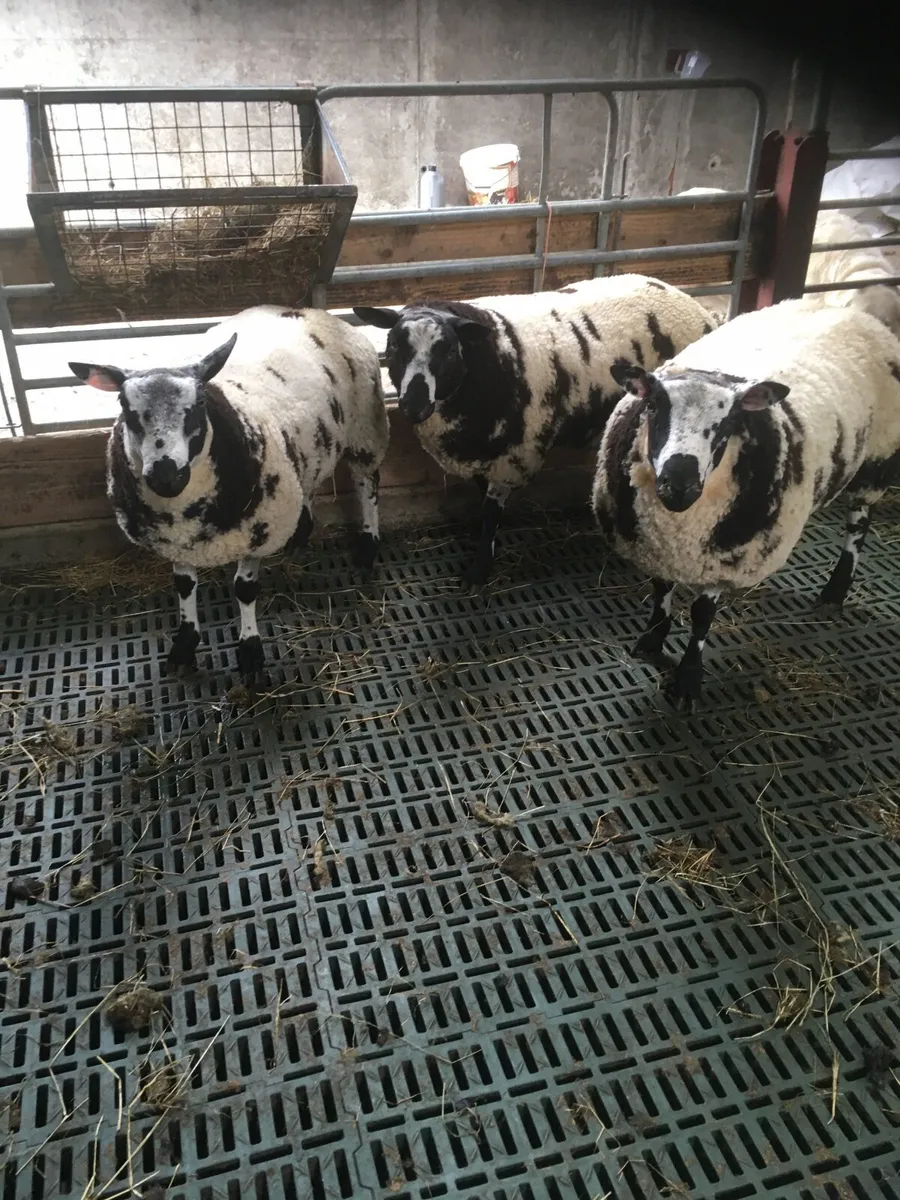 Sheep - Image 2