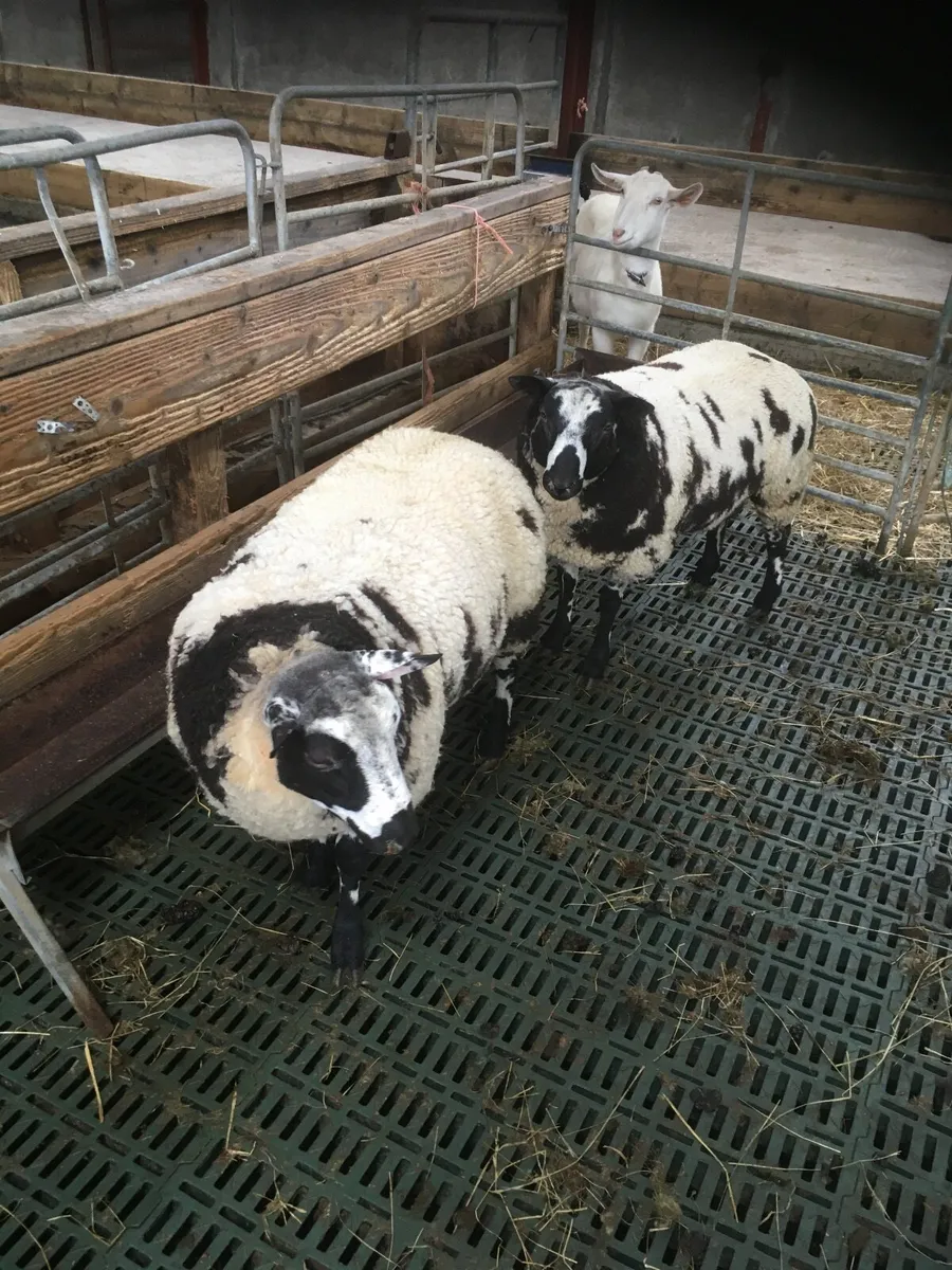 Sheep - Image 3