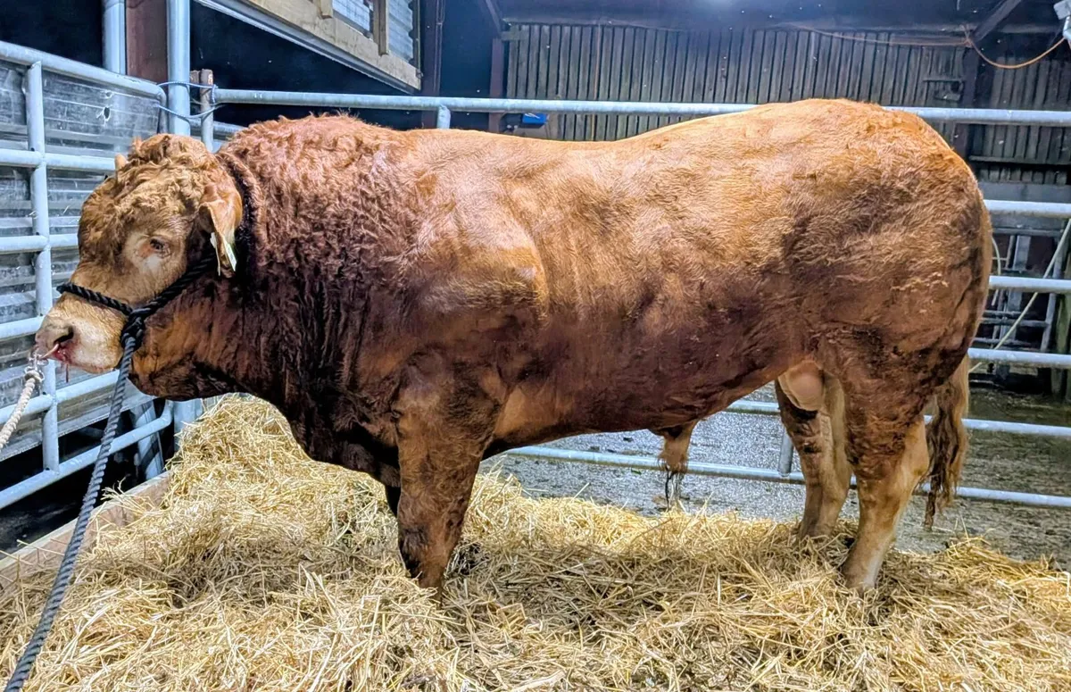 Limousin Bulls for Sale - Image 1