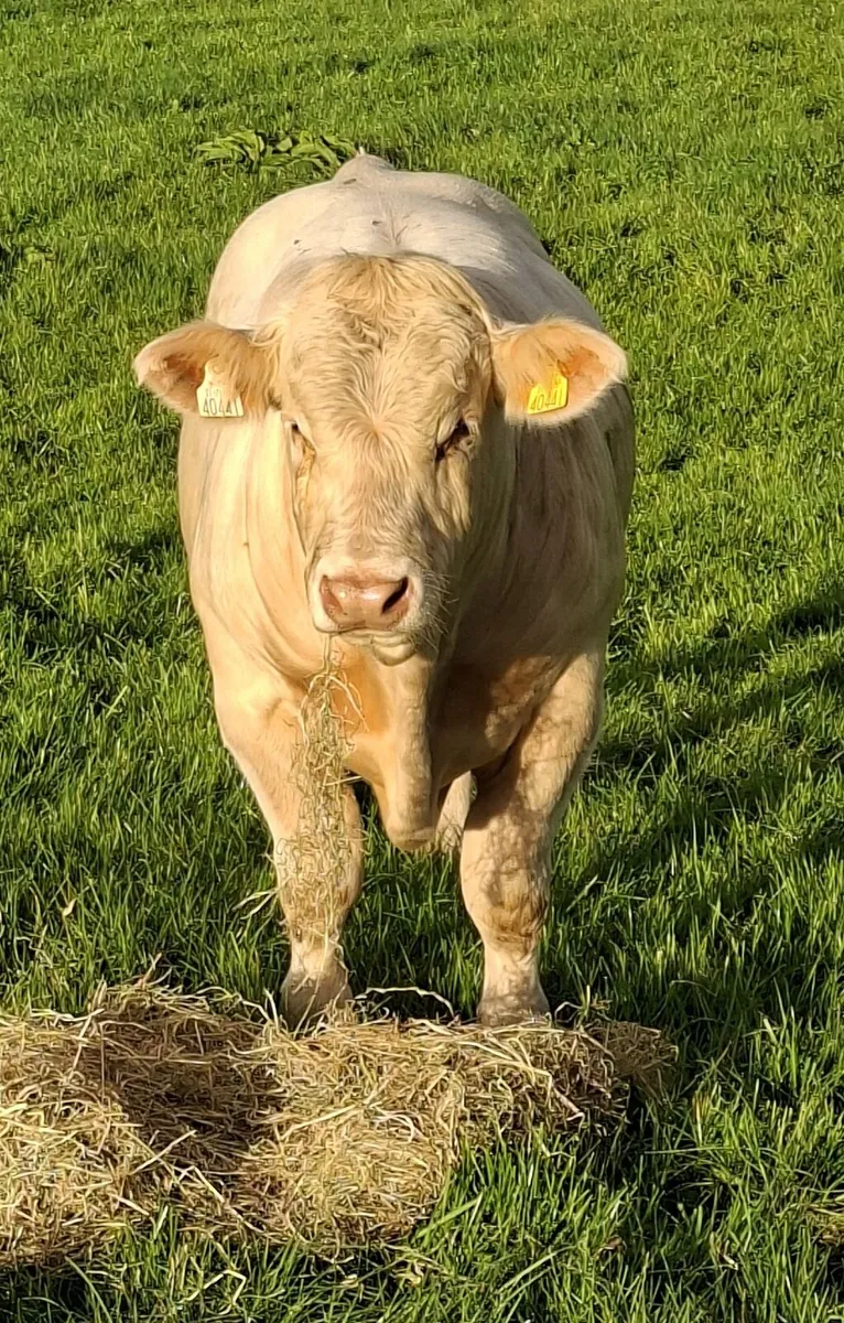 💥 Bull Weanling Ballinrobe Mart 18th September 💥 - Image 3