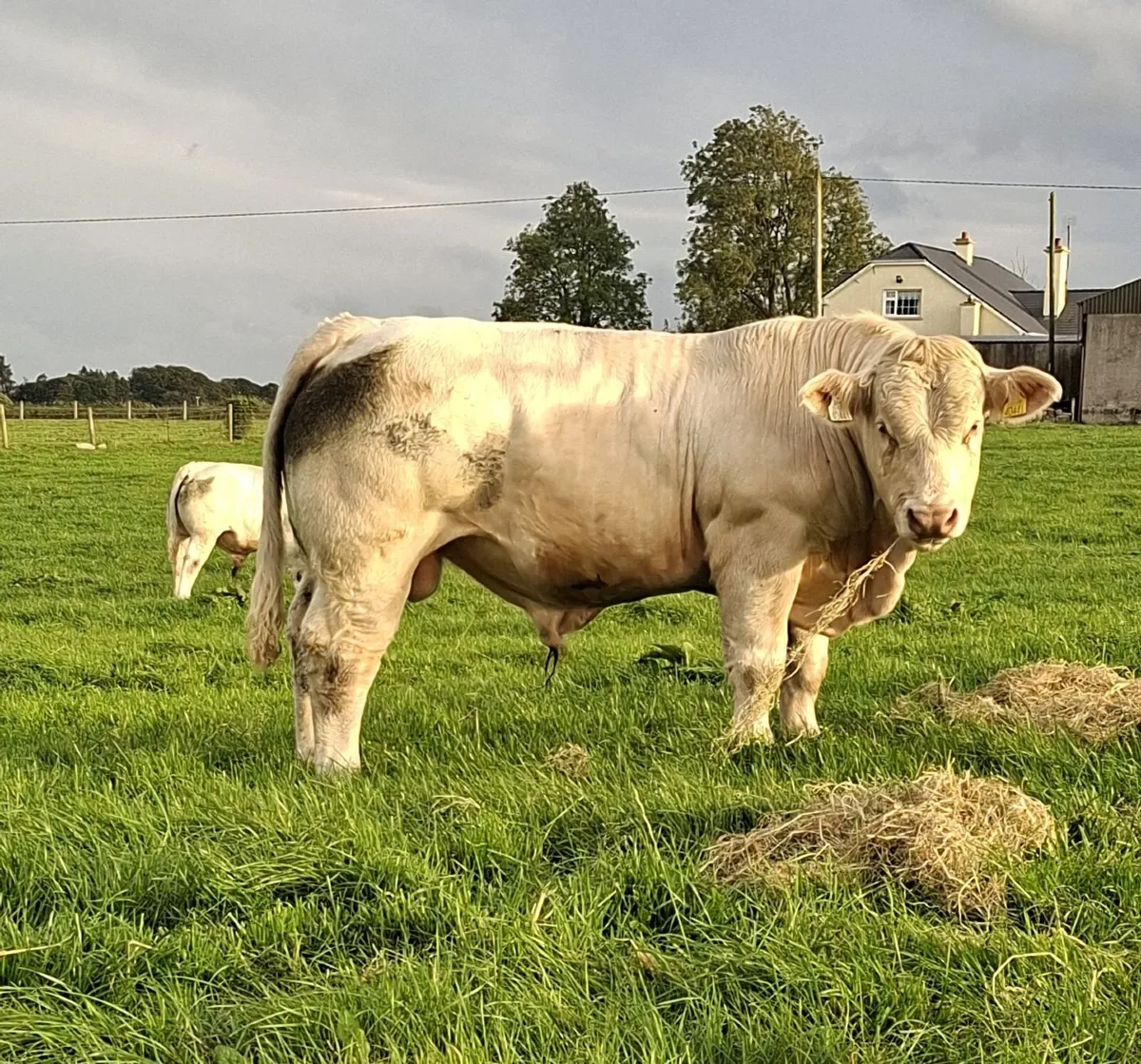 💥 Bull Weanling Ballinrobe Mart 18th September 💥 - Image 1