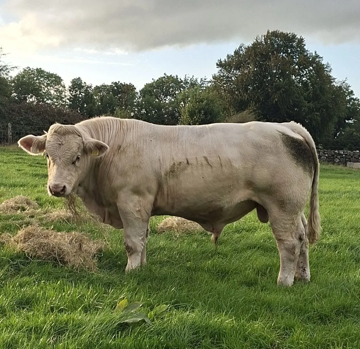💥 Bull Weanling Ballinrobe Mart 18th September 💥 - Image 2
