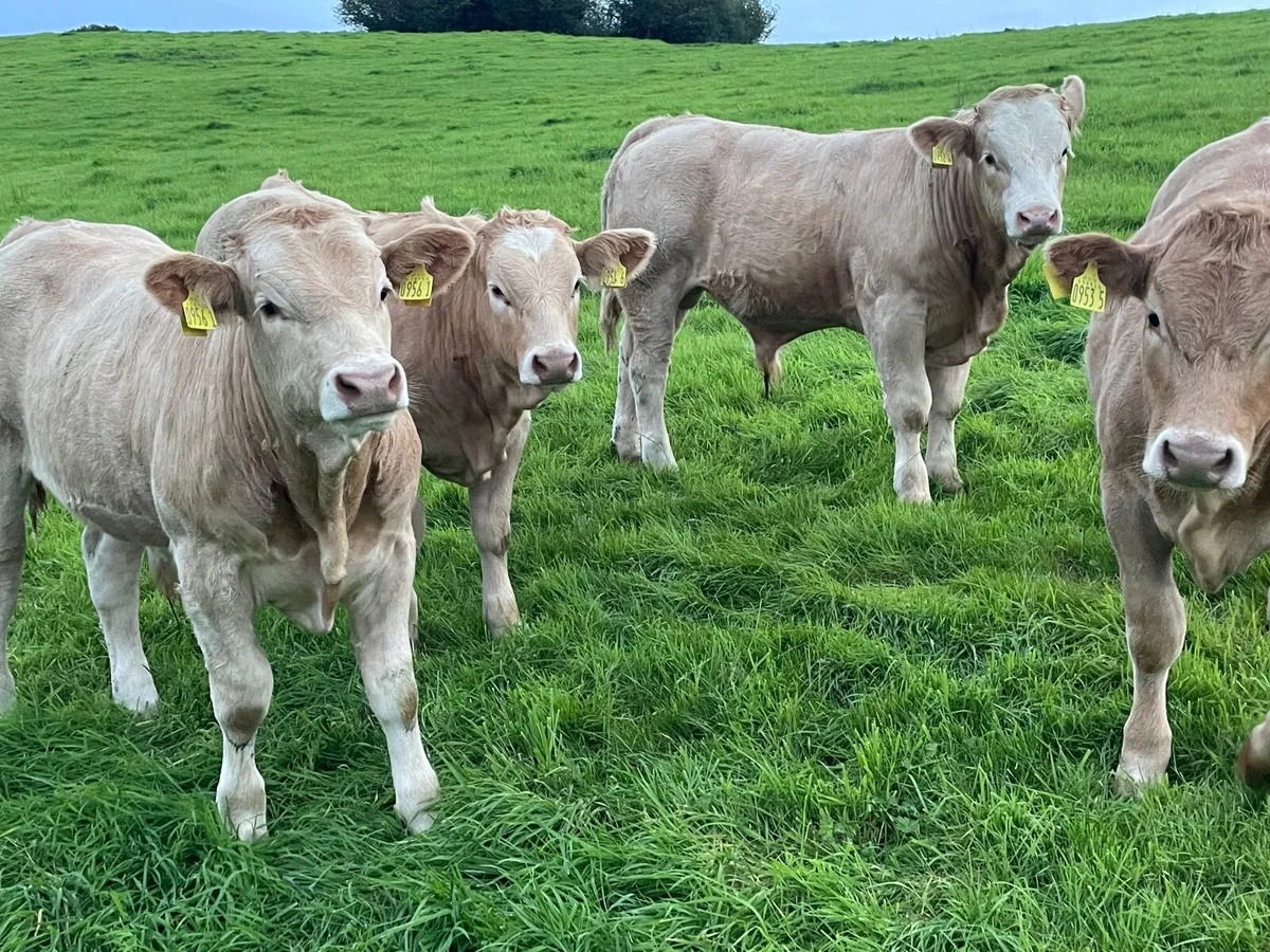 Weanling calves - Image 2