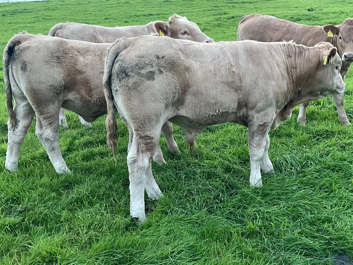 Weanling calves - Image 4