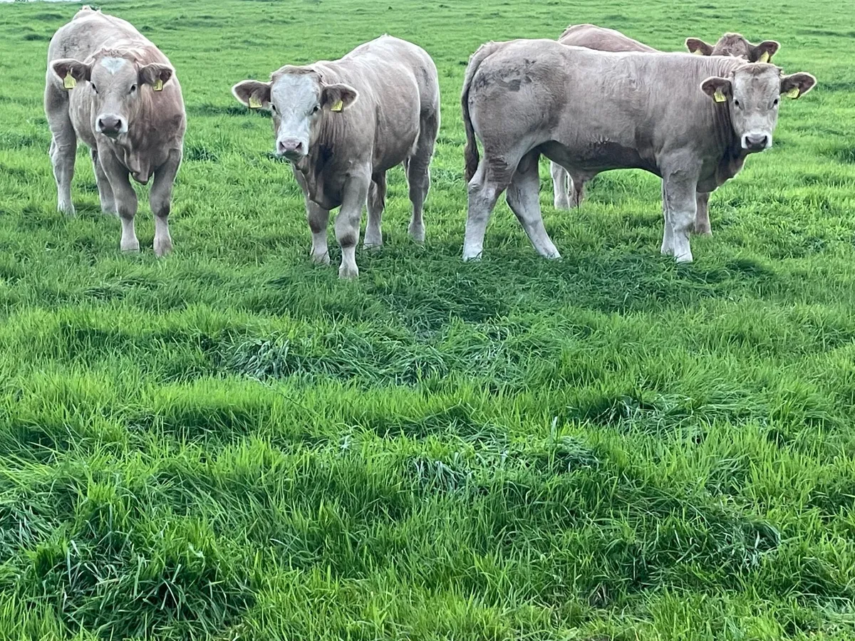 Weanling calves - Image 3
