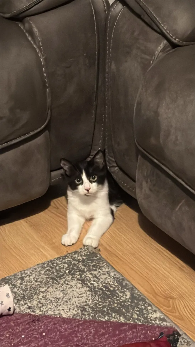 Kitten for rehome - Image 1