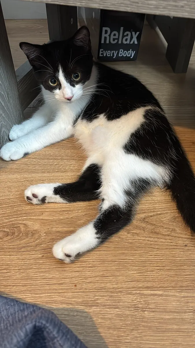 Kitten for rehome - Image 2
