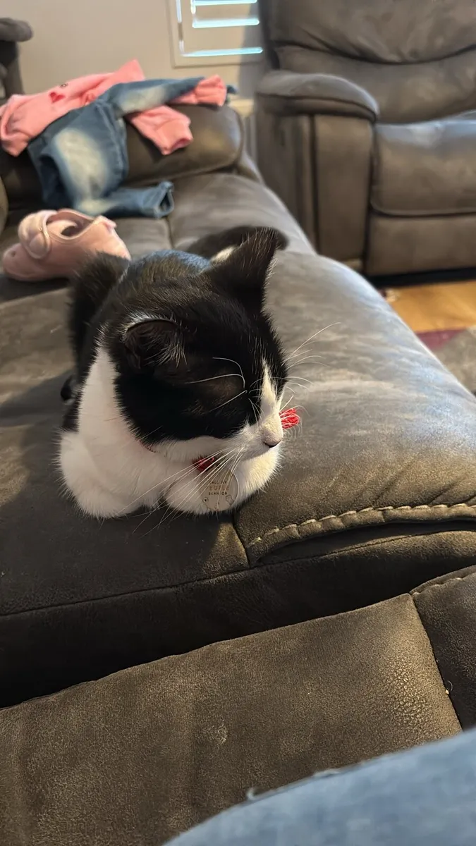 Kitten for rehome - Image 3