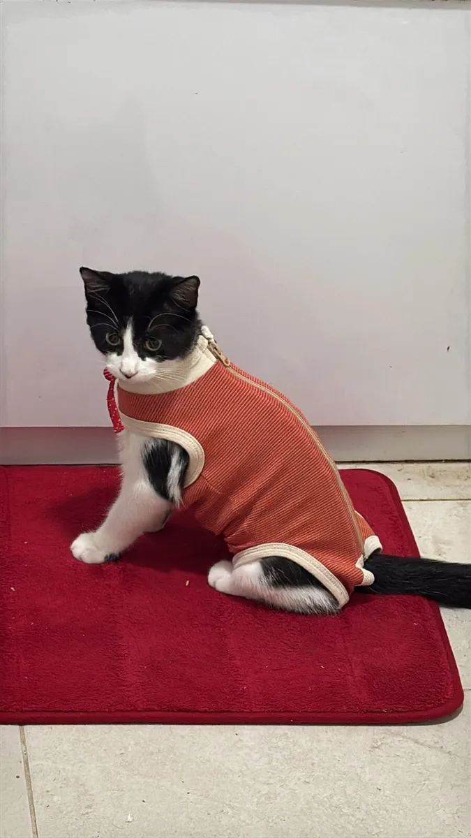Kitten for rehome - Image 4