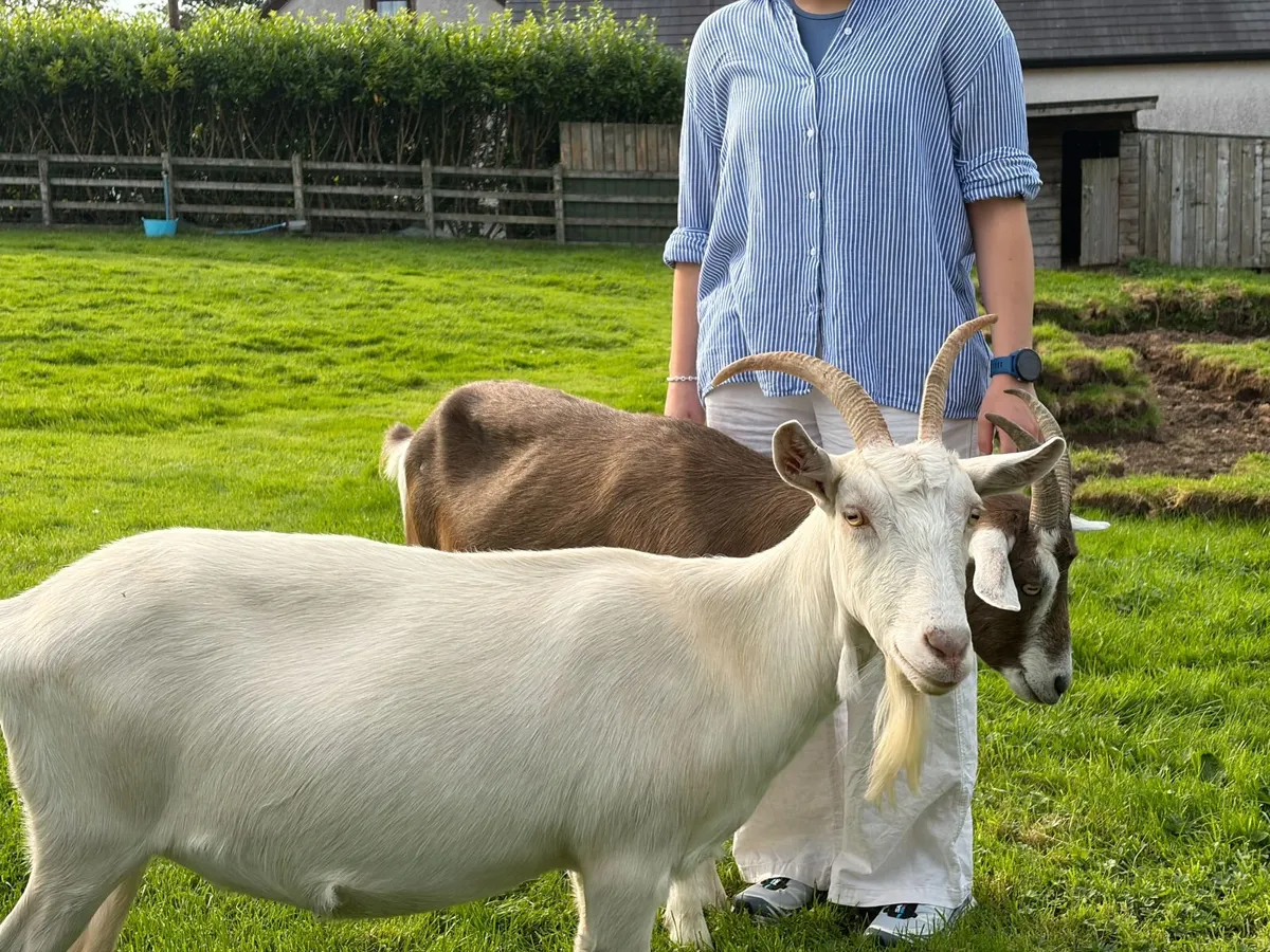 Saanen and Toggenburg Female Goats - Image 2