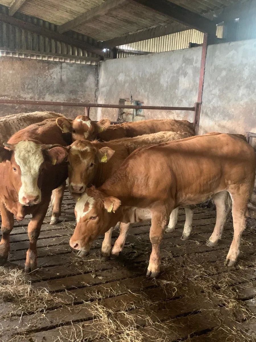 5 Super LIM/Sim X  breeding heifers for sale - Image 1