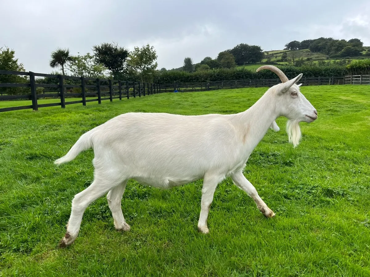 Saanen and Toggenburg Female Goats - Image 3