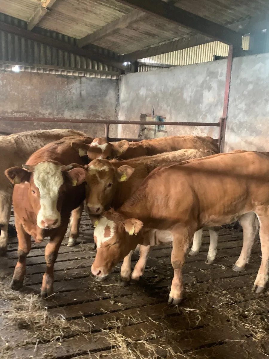 5 Super LIM/Sim X  breeding heifers for sale - Image 3