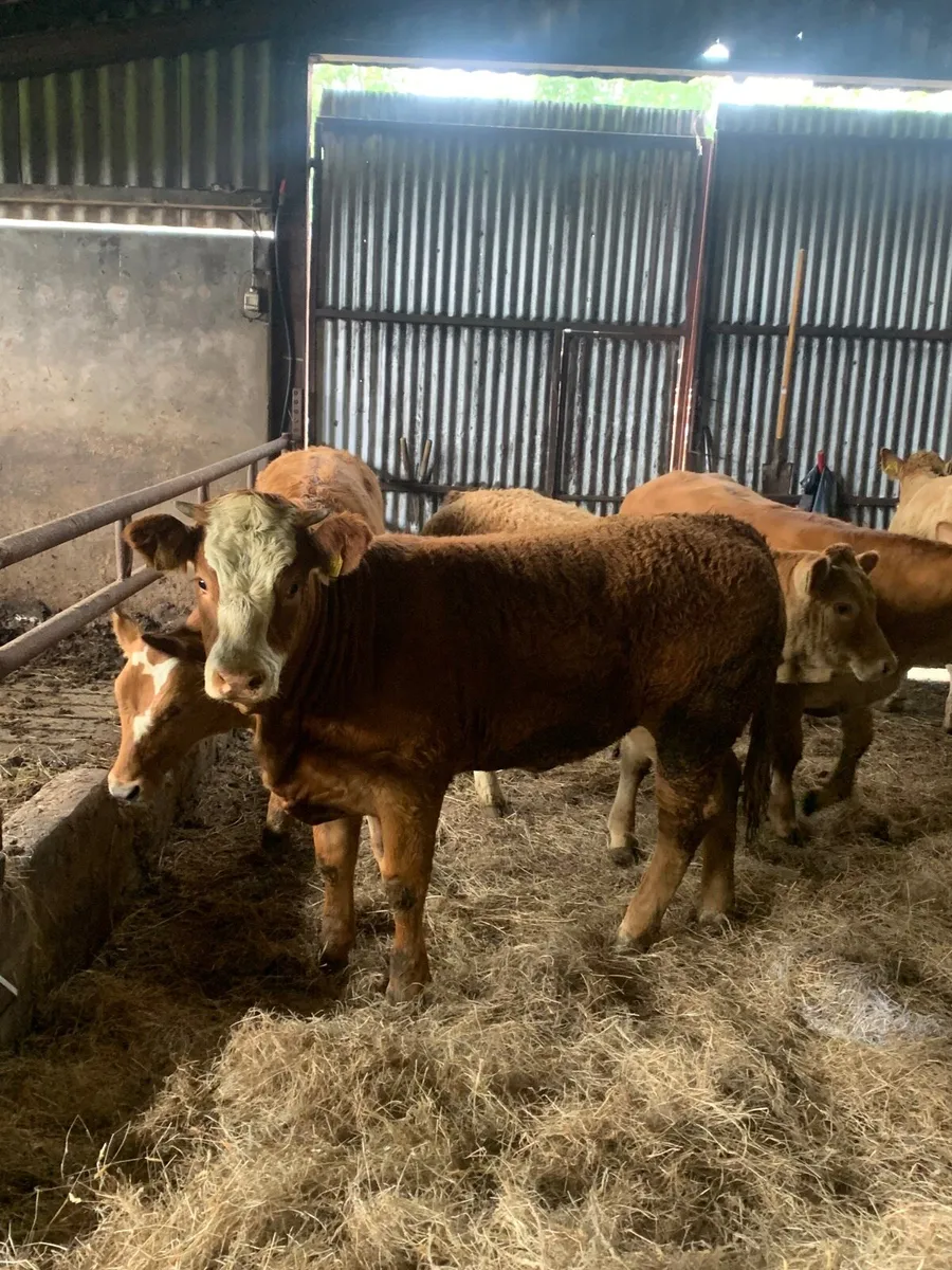 5 Super LIM/Sim X  breeding heifers for sale - Image 4