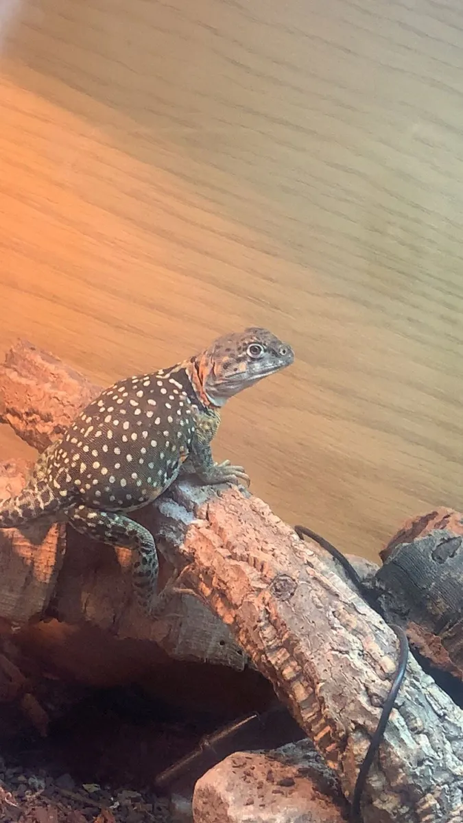 Extremely rare female collared Lizard - Image 2