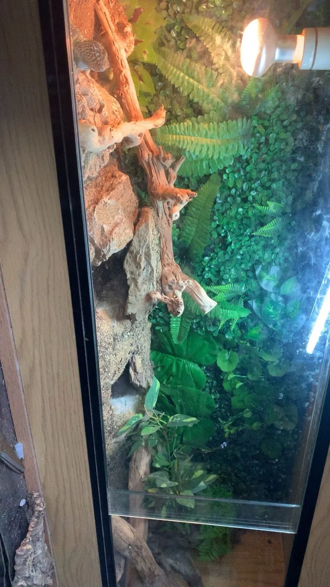 Extremely rare female collared Lizard - Image 3