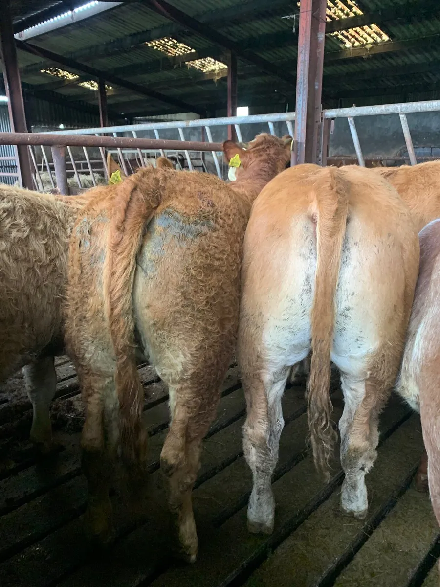 5 Super LIM/Sim X  breeding heifers for sale - Image 2