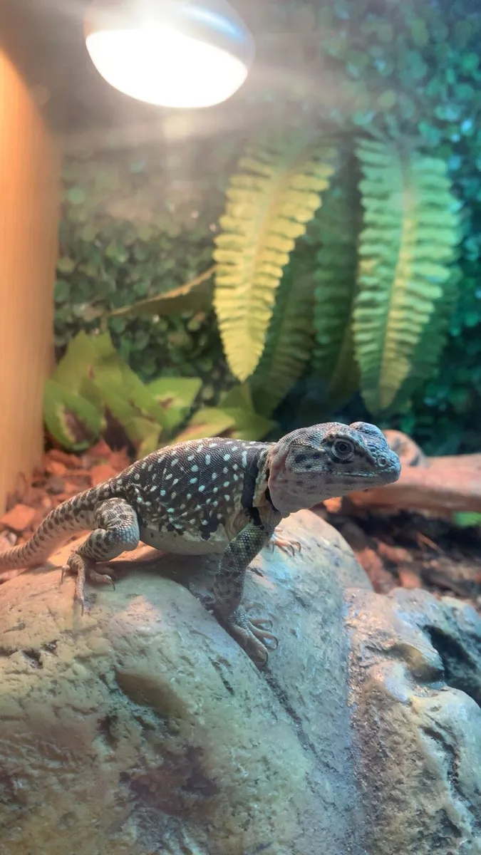 Extremely rare female collared Lizard - Image 1