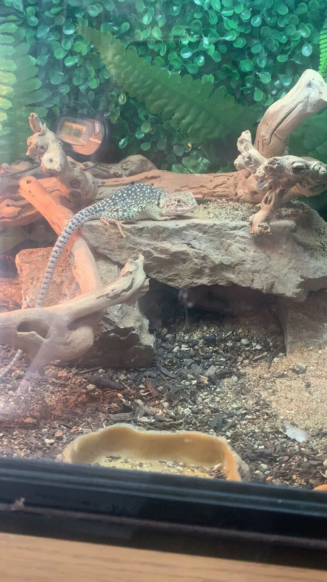 Extremely rare female collared Lizard - Image 4