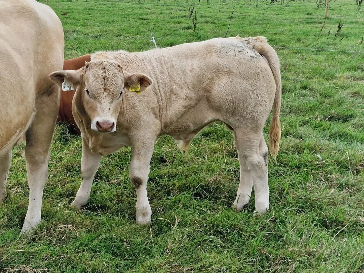 5* Show prize winner Limousin Bull - Image 3