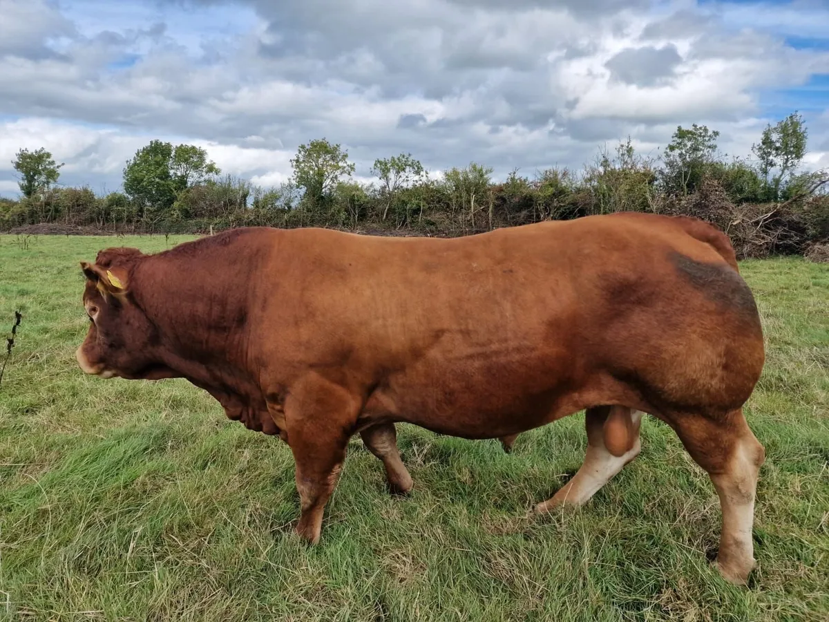 5* Show prize winner Limousin Bull - Image 4