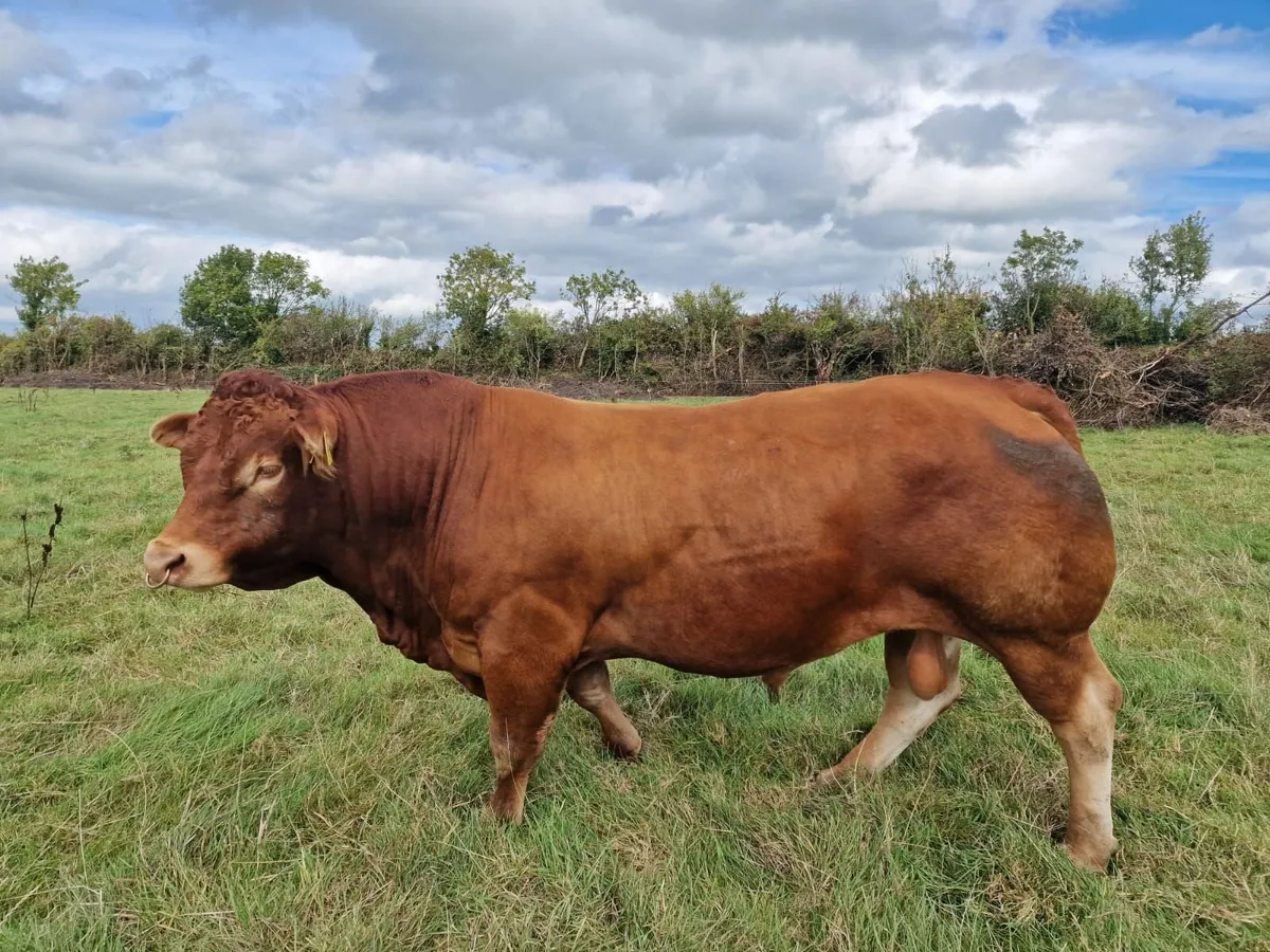5* Show prize winner Limousin Bull - Image 1