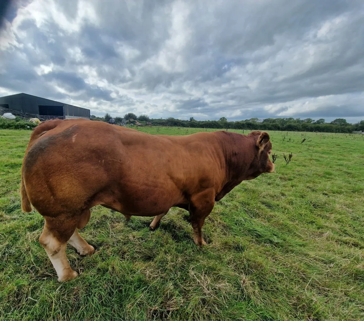 5* Show prize winner Limousin Bull - Image 2
