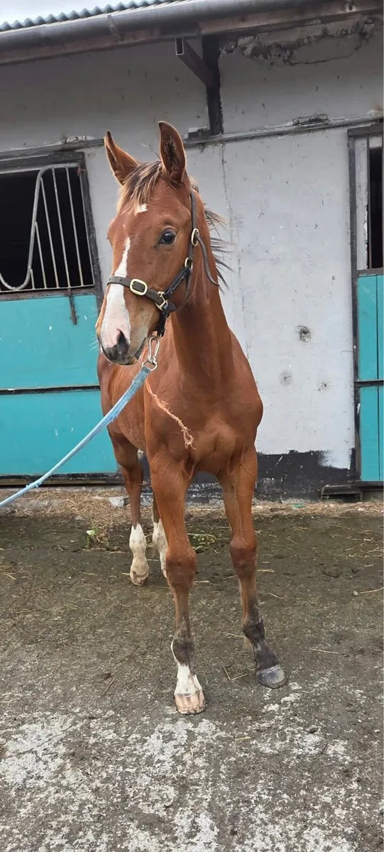 ISH colt foal - Image 2