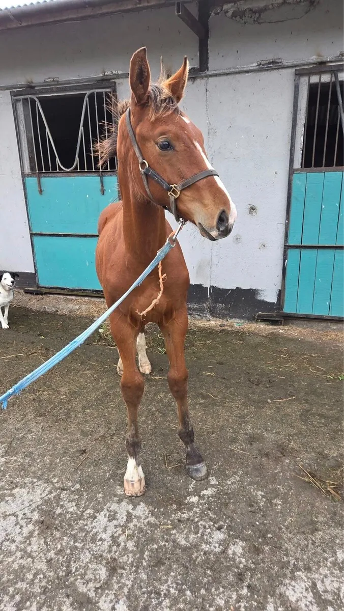 ISH colt foal - Image 3
