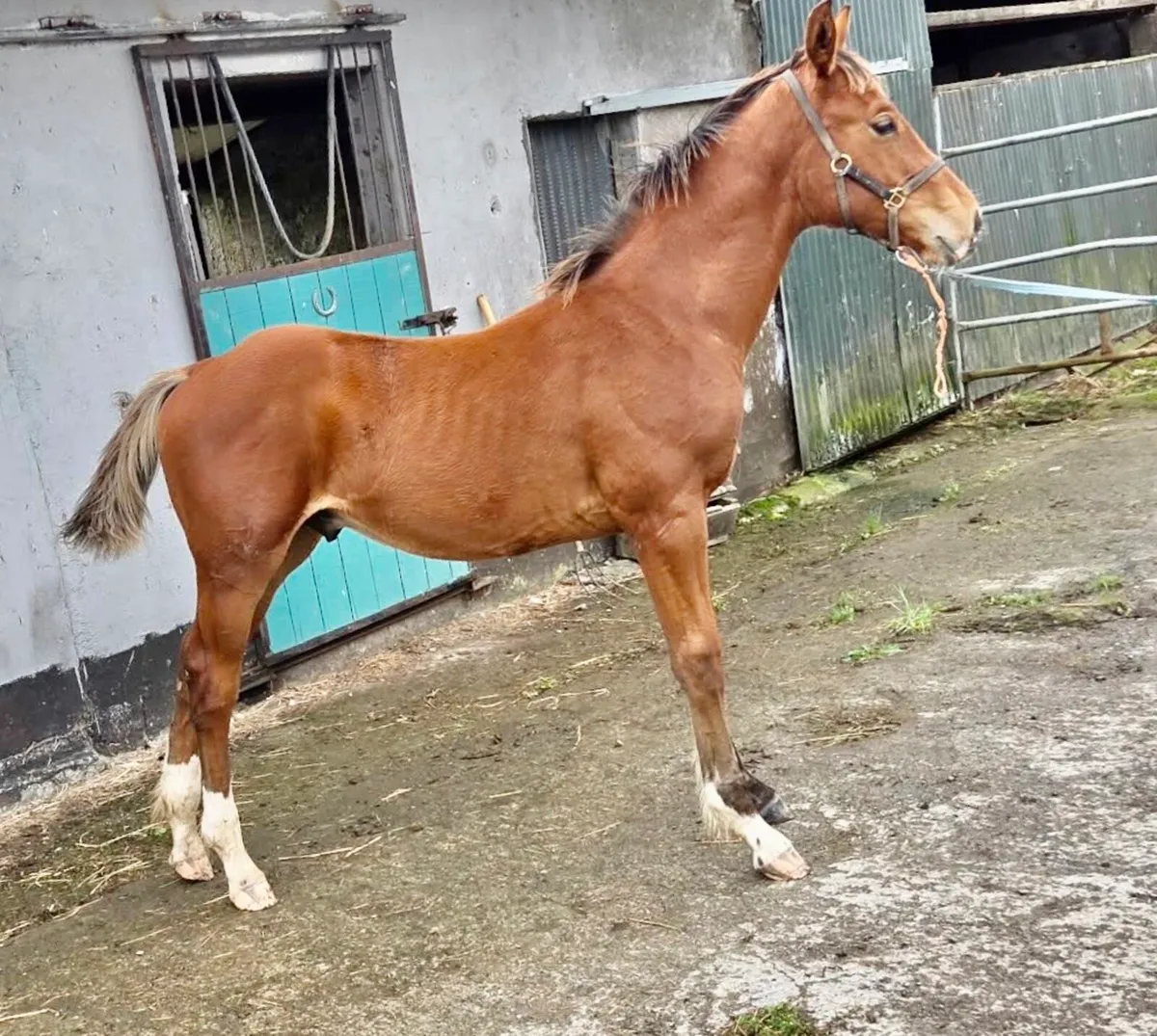 ISH colt foal - Image 4