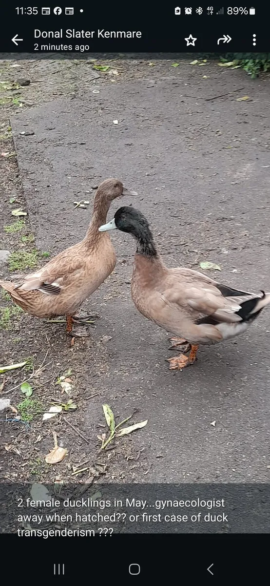 Khaki Campbell Drakes - Image 2
