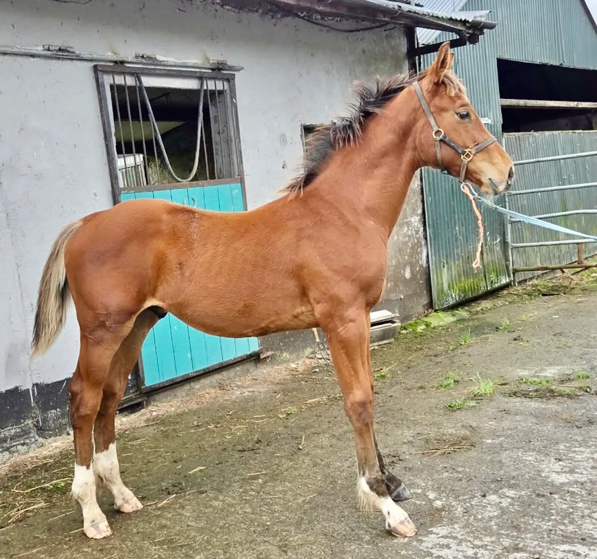ISH colt foal - Image 1