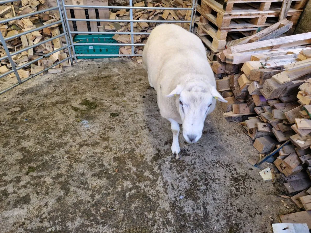 Belclare Ram - Image 1