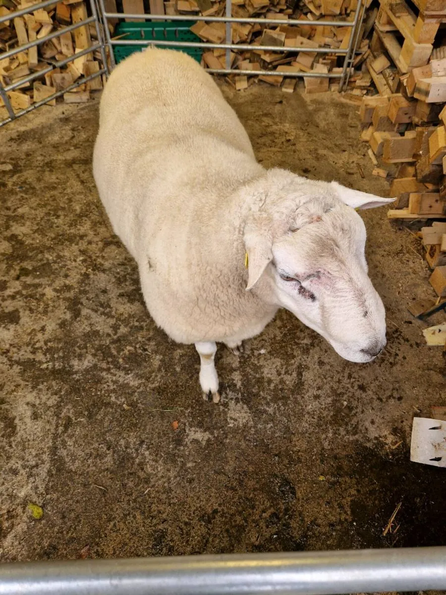 Belclare Ram - Image 2