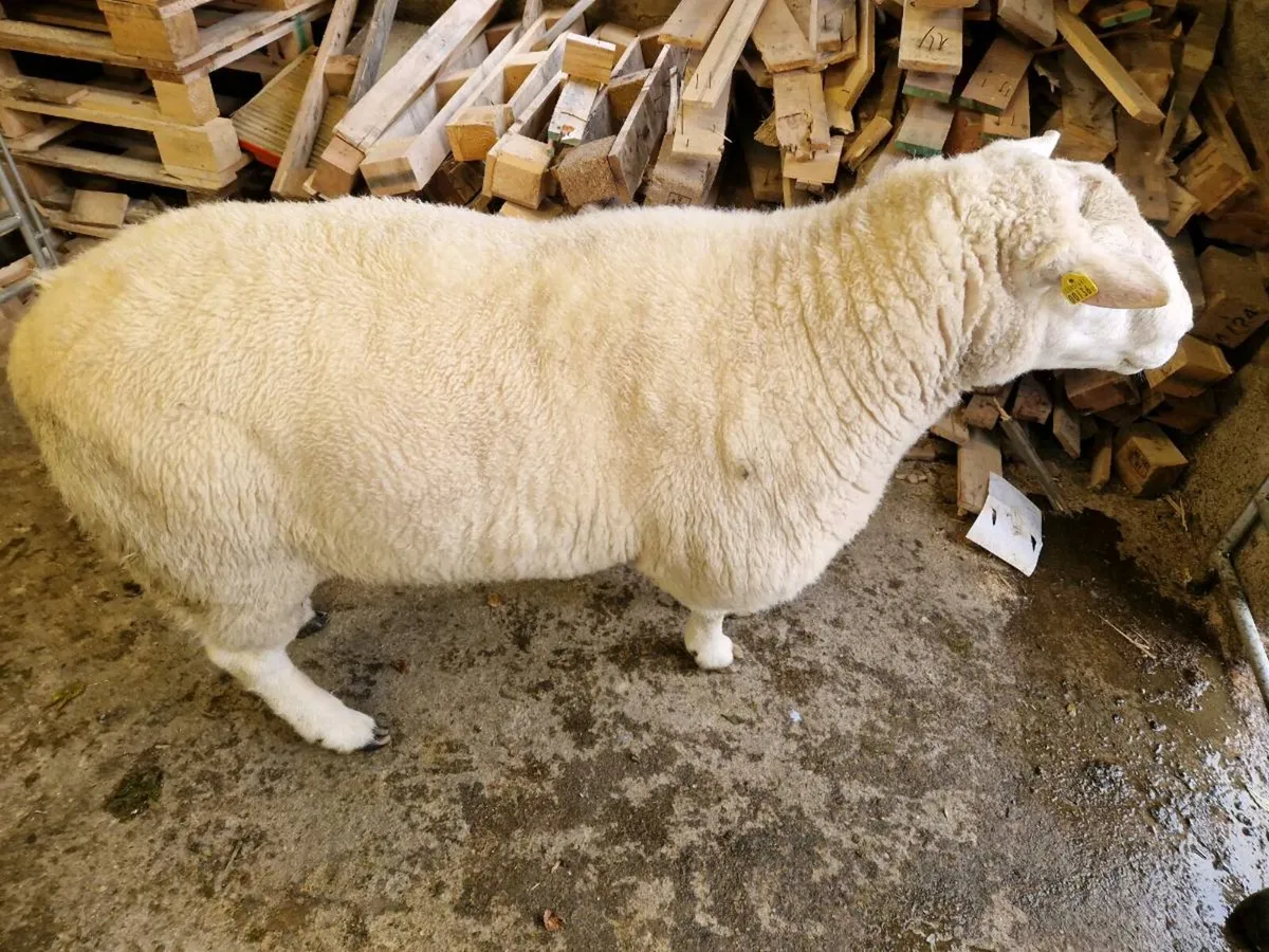 Belclare Ram - Image 3