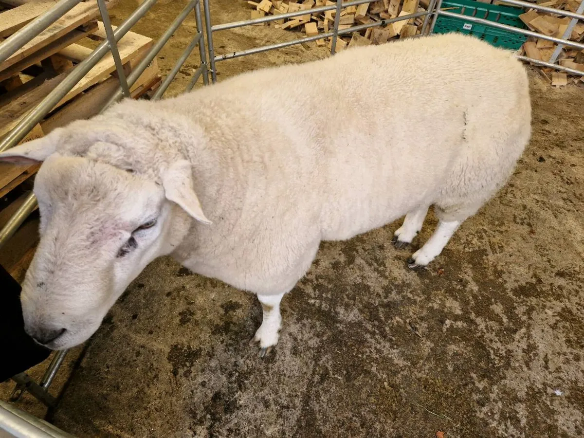 Belclare Ram - Image 4