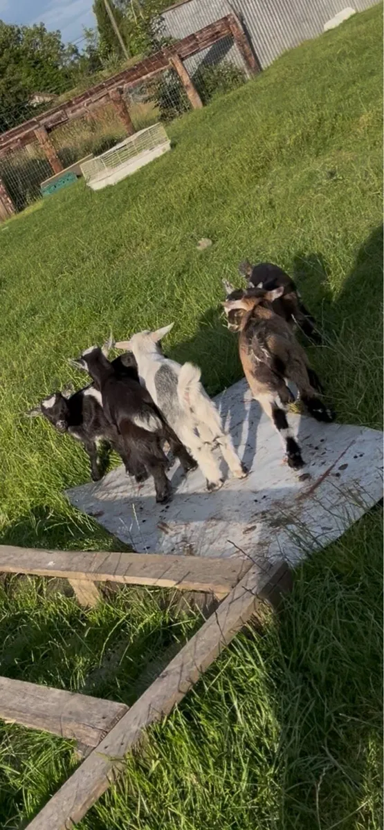 Pygmy goats - Image 1