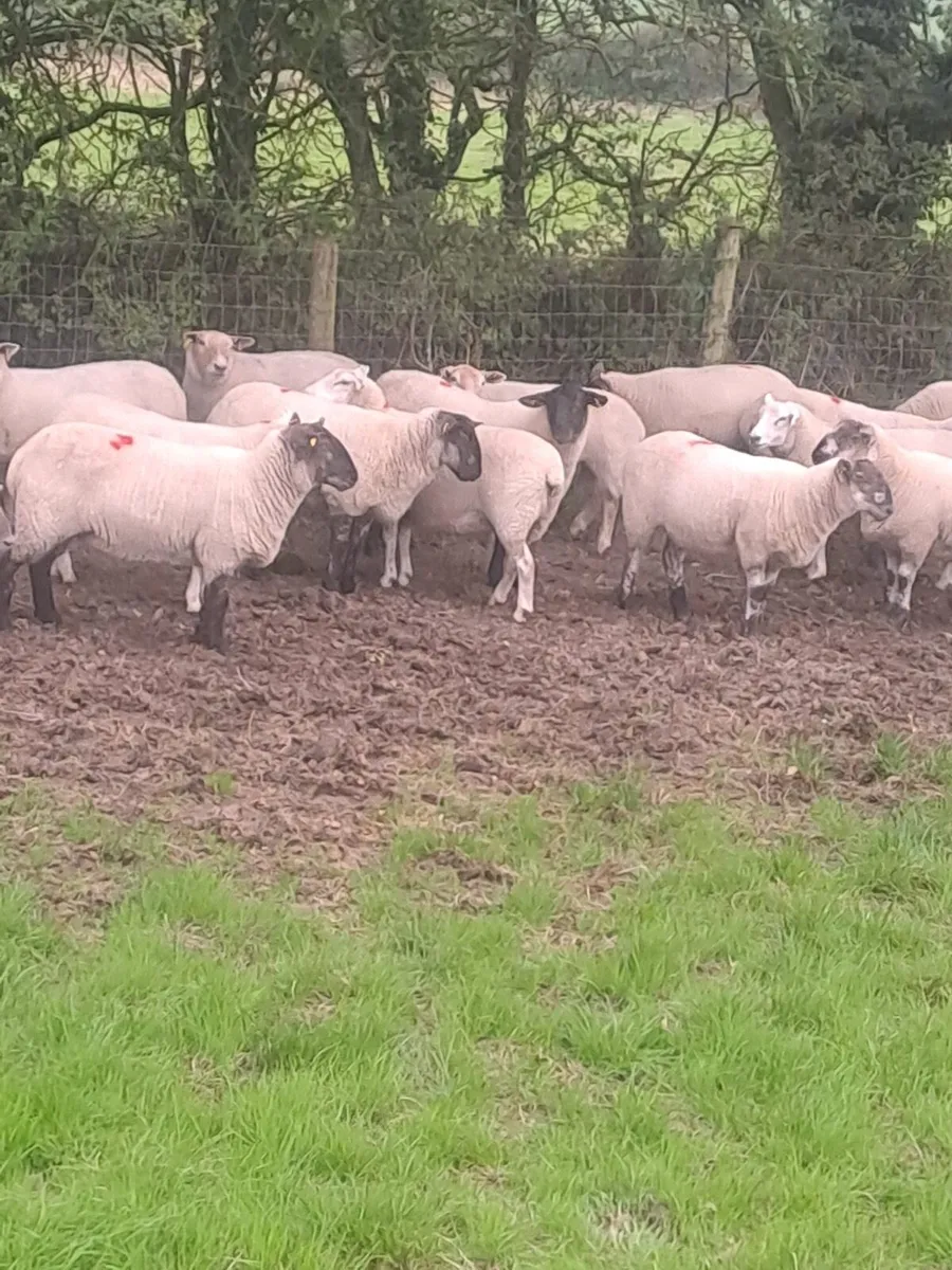 Hoggets selling Monday !