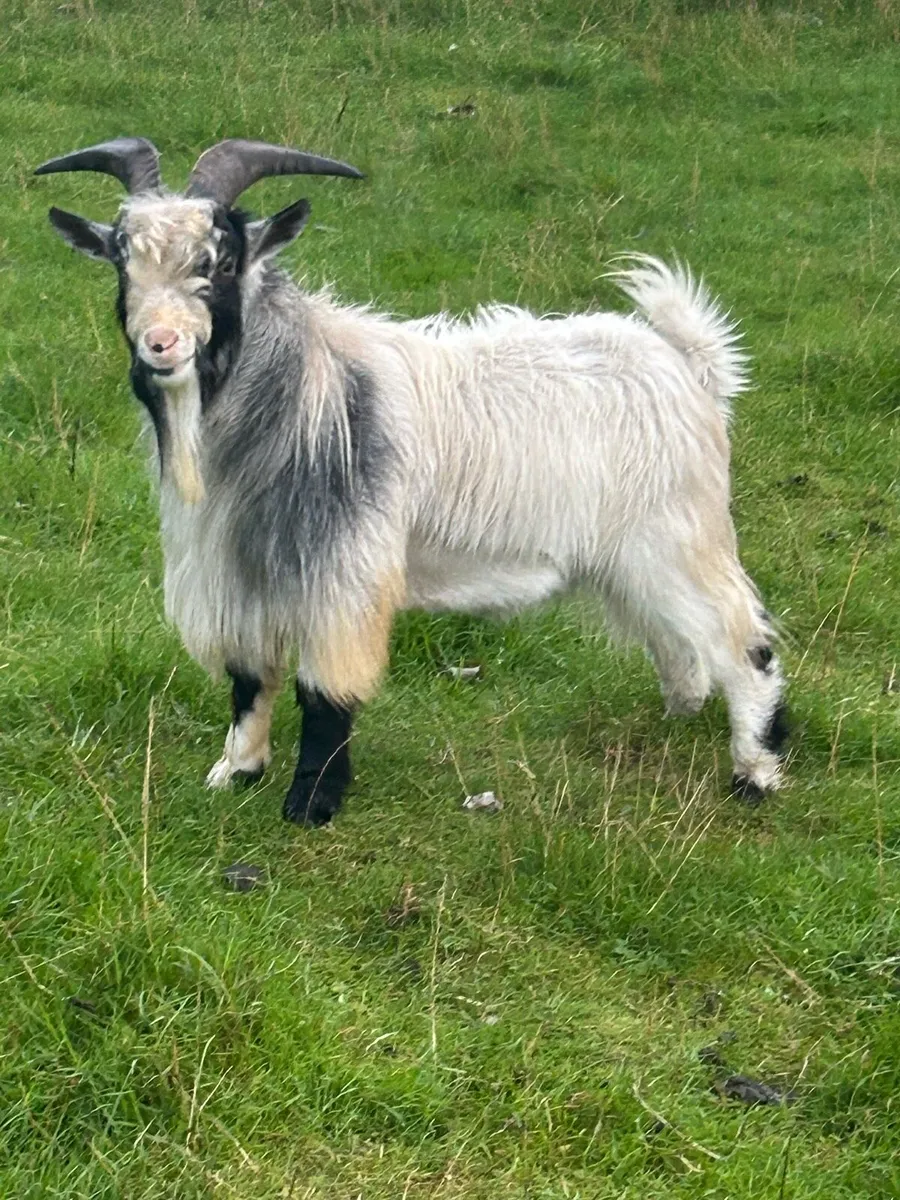 Pygmy goats - Image 2