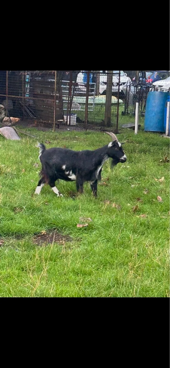 Pygmy goats - Image 3