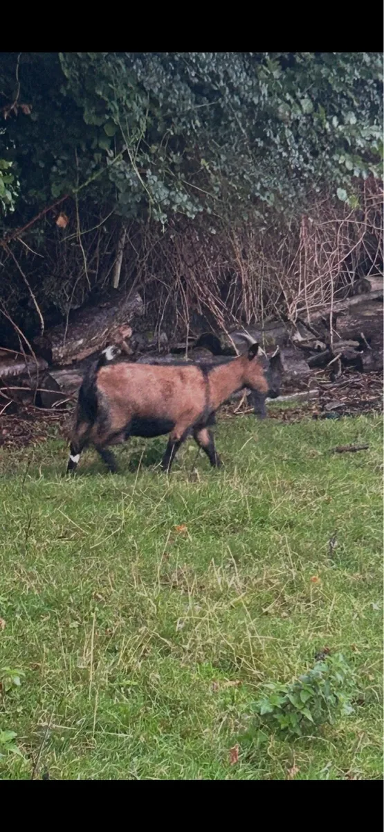 Pygmy goats - Image 4