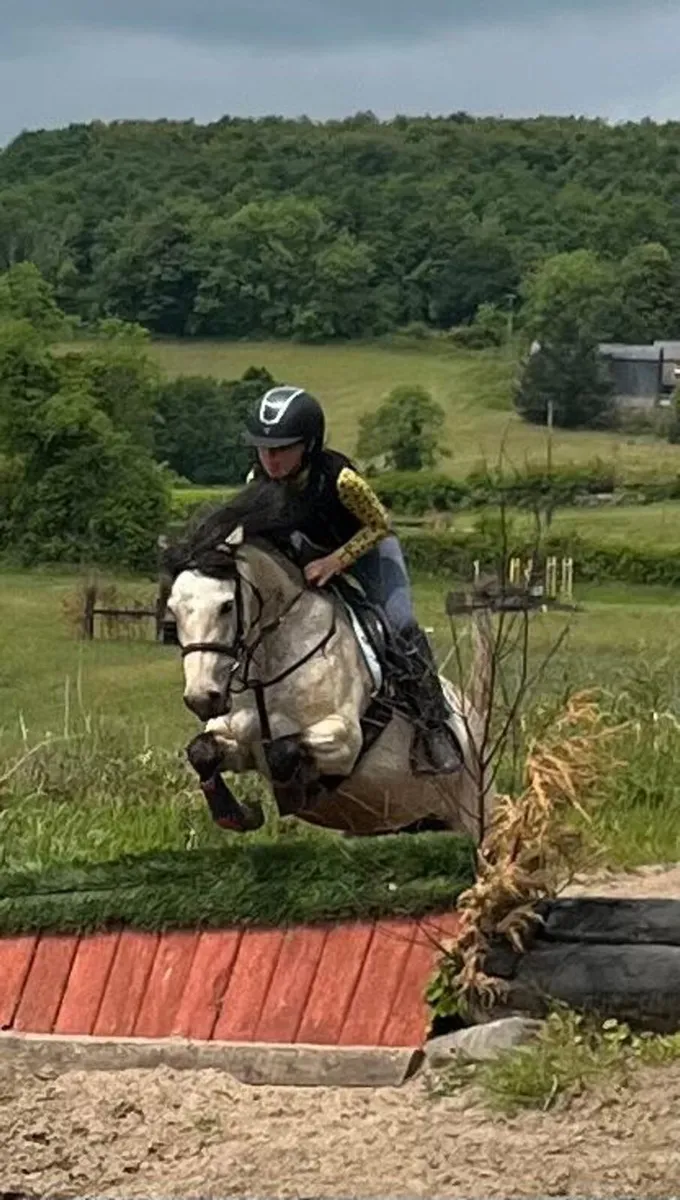 13.2 pony not just any pony this is a special one - Image 2