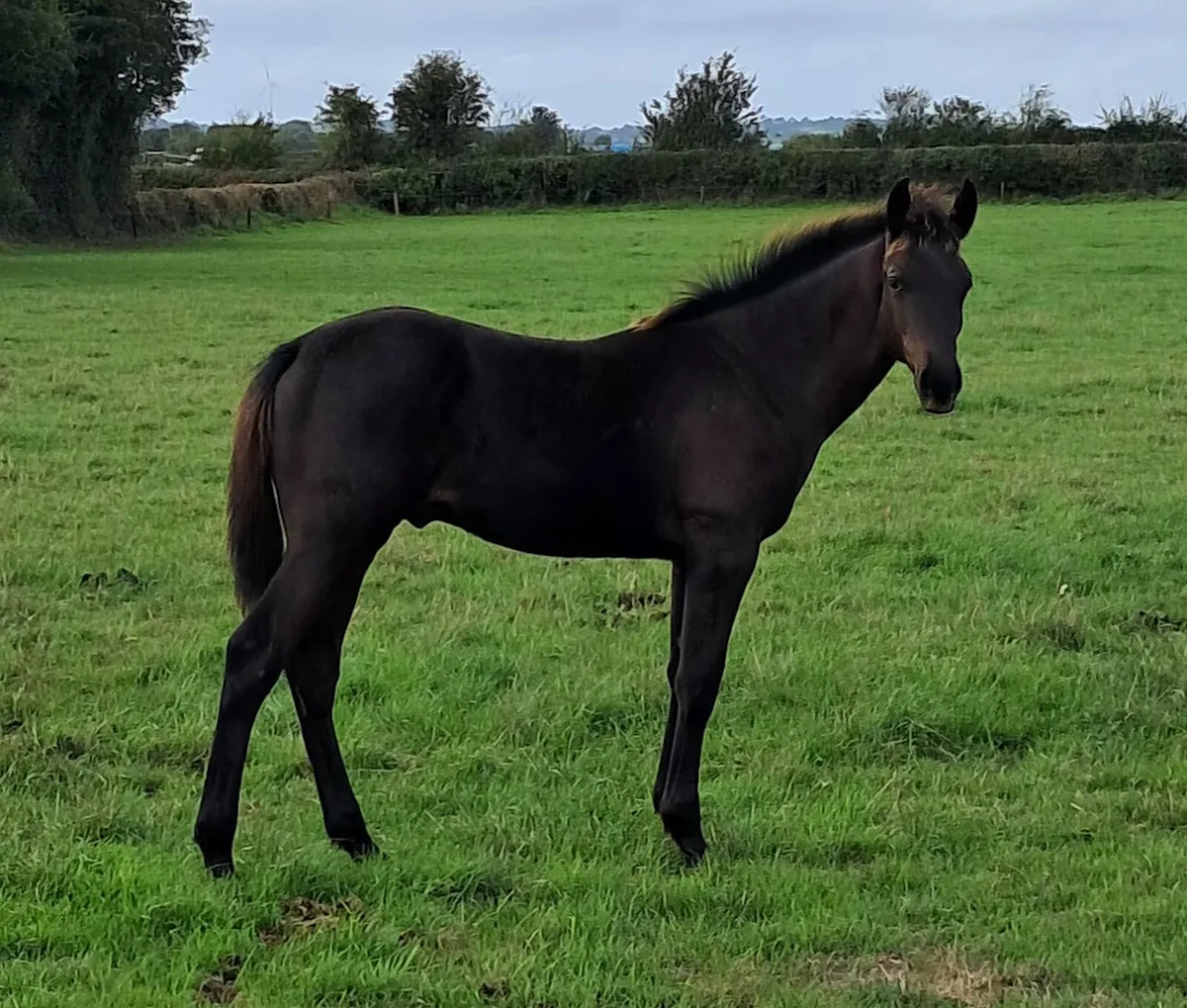 Colt foal by Madgeslane Deise Vu ex Boherdeel mare - Image 2