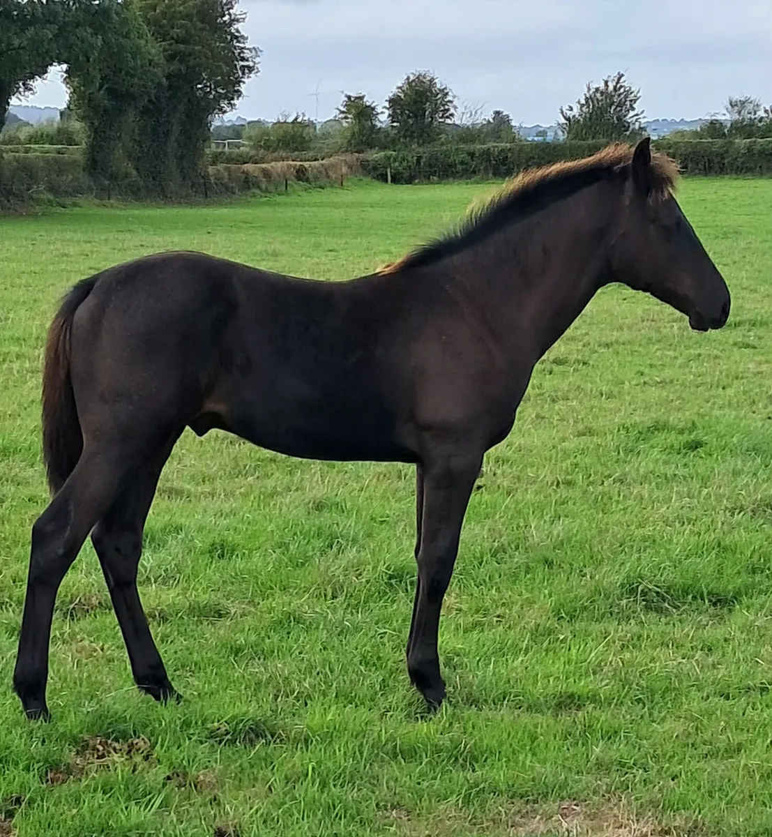 Colt foal by Madgeslane Deise Vu ex Boherdeel mare - Image 1