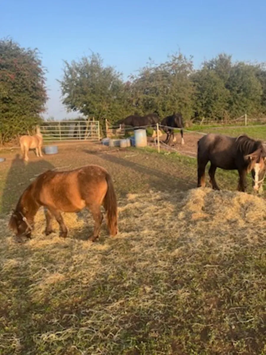 Small pony and filly foal/small ponies - Image 3