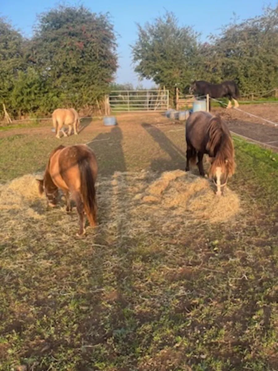 Small pony and filly foal/small ponies - Image 4