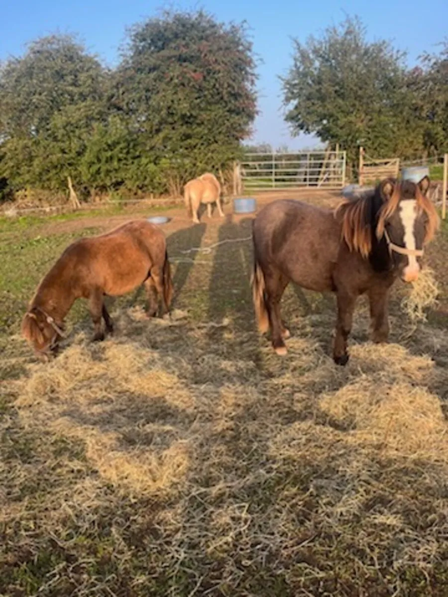 Small ponies - Image 4