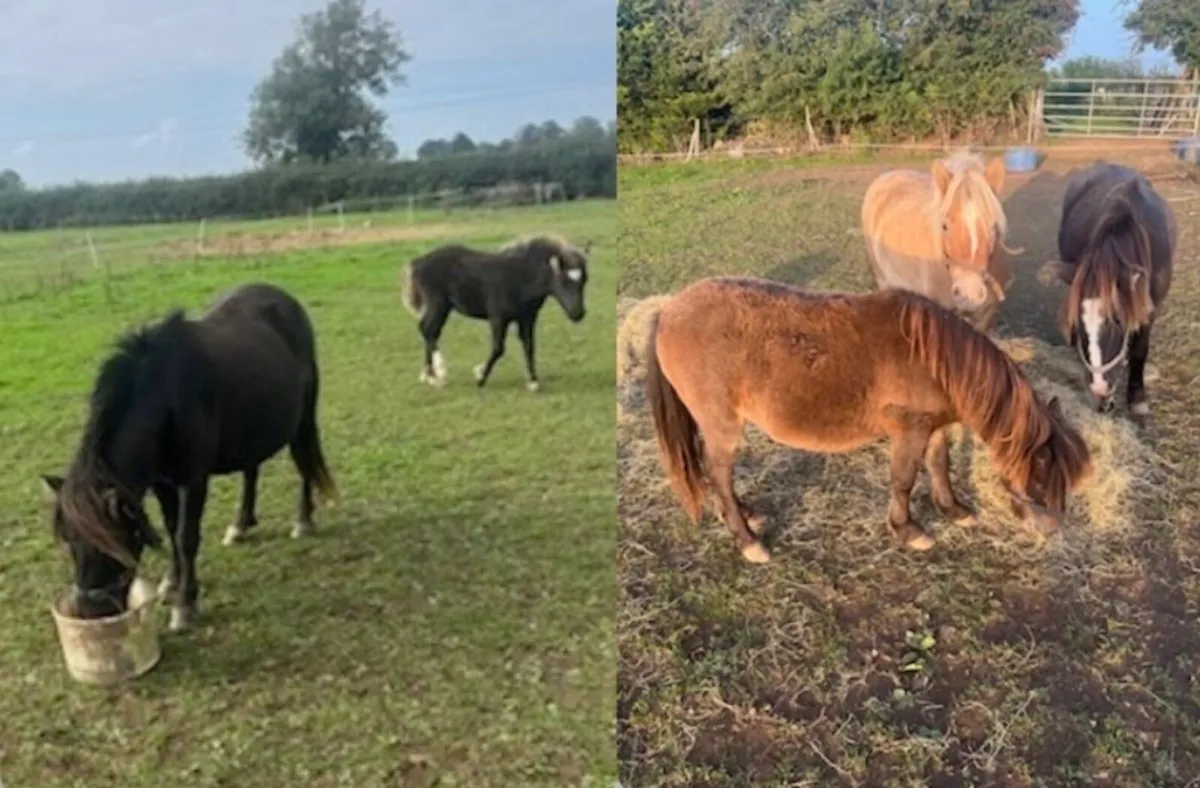 Small pony and filly foal/small ponies - Image 1